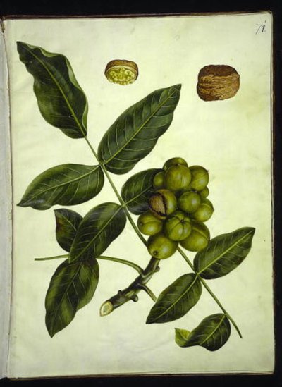 Juglans regia (adi ceviz) by Hans Simon Holtzbecker