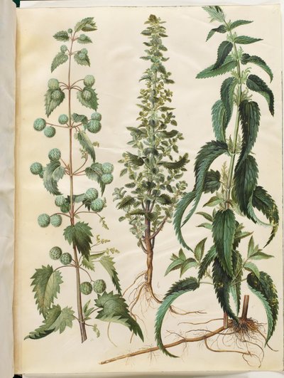 Kksgb2950 / 65 Urtica pilulifera (Roma ısırgan otu); Urtica urens (küçük ısırgan otu); Urtica dioica (büyük ısırgan otu) by Hans Simon Holtzbecker