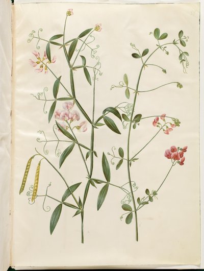 Lathyrus sylvestris (orman düz baklaları); Lathyrus tuberosus (yumrulu düz baklalar) by Hans Simon Holtzbecker