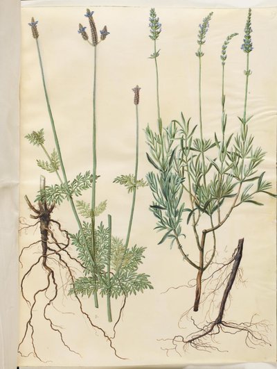 Lavandula multifida (balta lavanta); Lavandula angustifolia (gerçek lavanta) by Hans Simon Holtzbecker