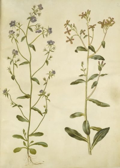 Legousia, Venüs
