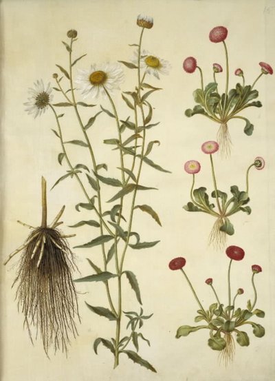 Leucanthemum vulgare (beyaz boğa gözü); Bellis perennis (ortak papatya) by Hans Simon Holtzbecker