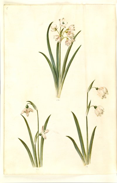 Leucojum aestivum (yaz beyaz erik); Galanthus nivalis (ortak kardelen); Leucojum vernum (dorotealilje) by Hans Simon Holtzbecker