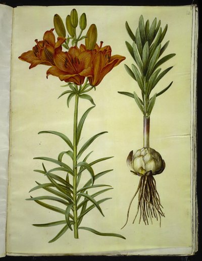 Lilium bulbiferum (marka-lilje) by Hans Simon Holtzbecker