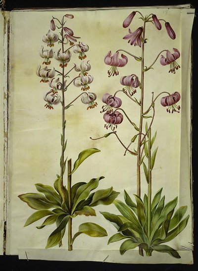 Lilium martagon (çelenk zambak) by Hans Simon Holtzbecker