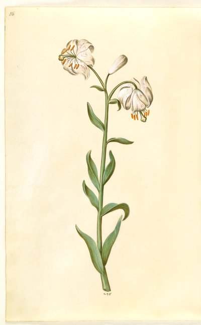 Lilium martagon (çelenk zambak) by Hans Simon Holtzbecker