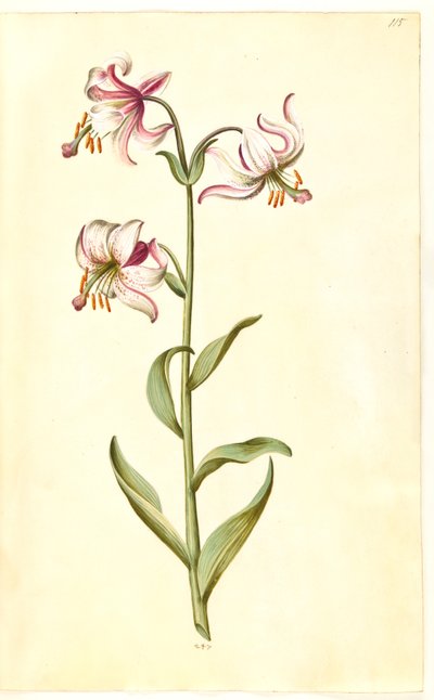 Lilium martagon (çelenk zambak) by Hans Simon Holtzbecker
