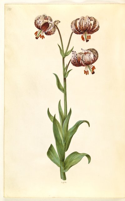 Lilium martagon (çelenk zambak) by Hans Simon Holtzbecker