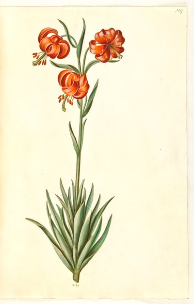 Lilium ponponyum (pompon-lilje) by Hans Simon Holtzbecker