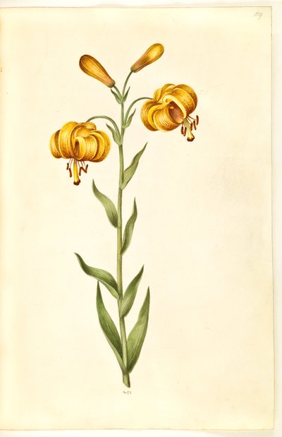 Lilium pyrenaicum (Pyrenean zambak) by Hans Simon Holtzbecker