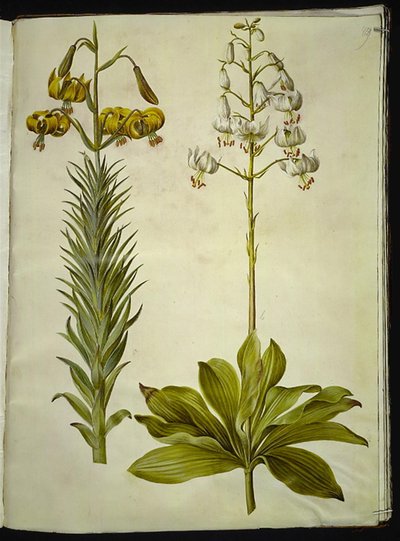 Lilium pyrenaicum (Pyrenean zambak); Lilium martagon (çelenk zambak) by Hans Simon Holtzbecker