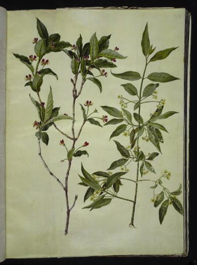 Lonicera alpigena (alpin yaprak döken yaprak); Euonymus europaeus (ortak kemik ağacı) by Hans Simon Holtzbecker