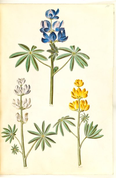 Lupinus kıllı (bå acı bakla); Acı bakla beyazı (hvid acı bakla); Lupinus luteus (gül lupin) by Hans Simon Holtzbecker