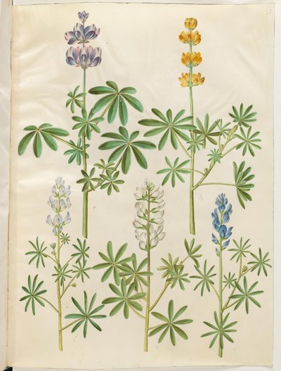 Lupinus kıllı (bå acı bakla); Lupinus luteus (gülp acı bakla); Lupinus angustifolius (küçük bıçaklı acı bakla); Acı bakla beyazı (hvid acı bakla) by Hans Simon Holtzbecker