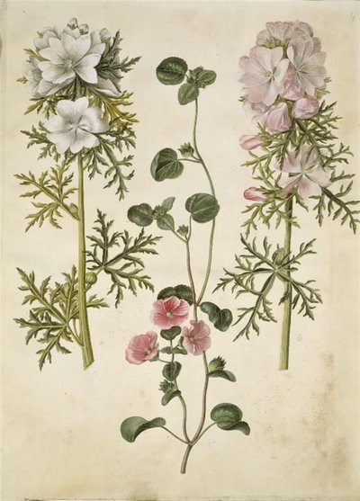 Malva moschata (bazen gölgelikten); Malva eller Malope (art af katost eller malope) by Hans Simon Holtzbecker