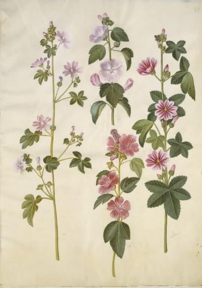 Malva sylvestris (yaygın kedi peyniri); Lavatera thuringiaca (Alman kavak gülü) by Hans Simon Holtzbecker