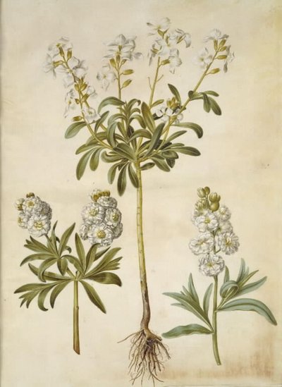 Matthiola incana (vinter-levkoj) by Hans Simon Holtzbecker