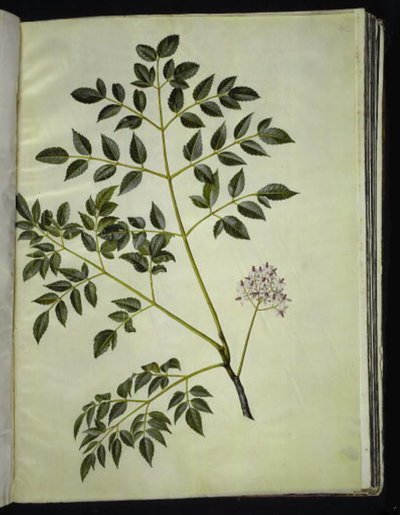 Melia azedarach (paternostertræ) by Hans Simon Holtzbecker
