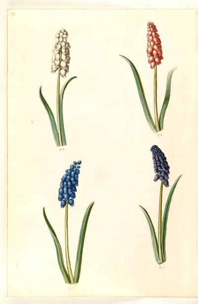 Muscari botryoides (ortak inci sümbül) by Hans Simon Holtzbecker