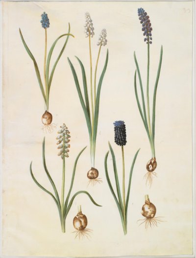Muscari botryoides (almindelig perlehyacint); Muscari racemosum (muskat-perlehyacinnt); Muscari ihmal edildi by Hans Simon Holtzbecker