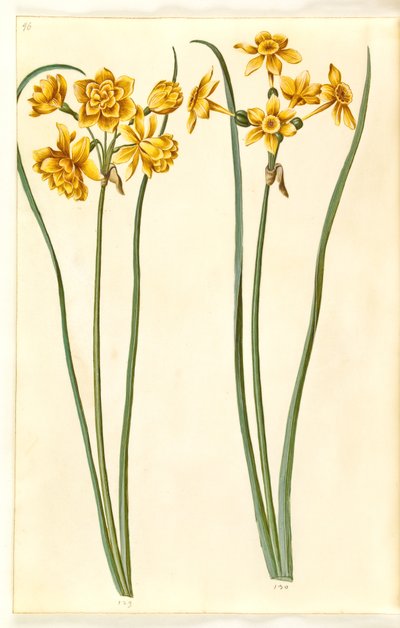 Nergis jonquilla (siv-narcis) by Hans Simon Holtzbecker
