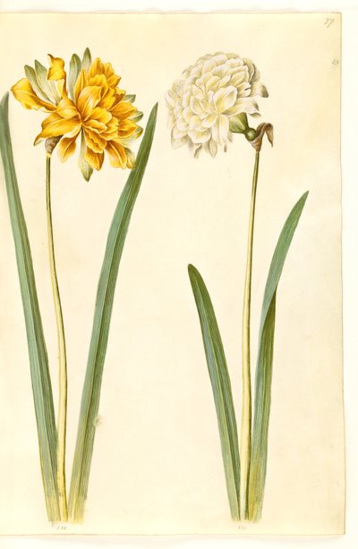 Nergis pseudonarcissus (nergis) by Hans Simon Holtzbecker