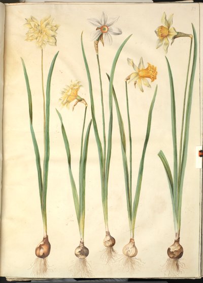 Nergis pseudonarcissus Narcissus poeticus (pinselilje); Narcissus x kıyaslanamaz (sahip-narcis) by Hans Simon Holtzbecker