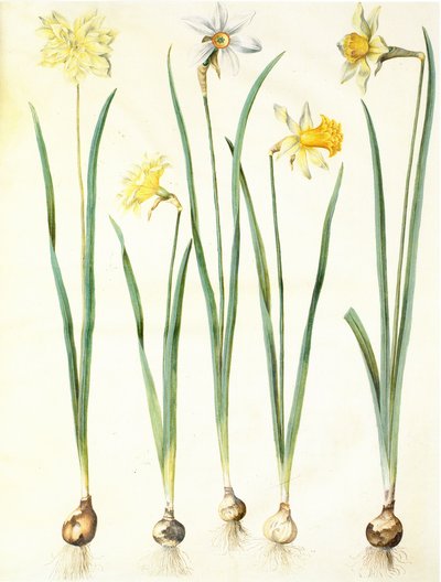 Narcissus pseudonarcissus, Narcissus poeticus, Narcissus × incomparabilis by Hans Simon Holtzbecker
