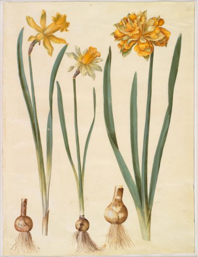 Nergis pseudonarcissus major (büyük nergis); Narcissus pseudonarcissus bicolor (iki renkli nergis); Nergis pseudonarcissus by Hans Simon Holtzbecker