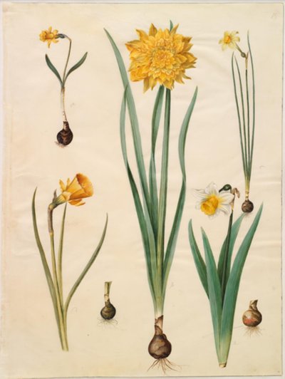 Nergis pseudonarcissus minör; Nergis pseudonarcissus (nergis); Nergis × tenuior; Narcissus bulbocodium (krinolin-nergis); Nergis pseudonarcissus bicolor (iki renkli nergis) by Hans Simon Holtzbecker