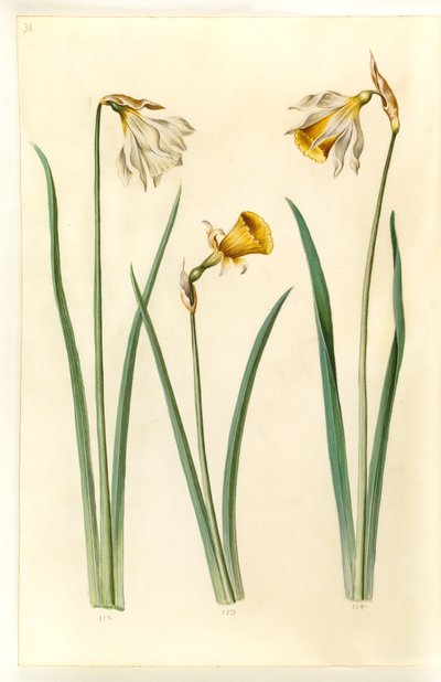Nergis pseudonarcissus moschatus (moskus-narcis); Narcissus bulbocodium (krinoline-narcis); Nergis pseudonarcissus (påskelilje) by Hans Simon Holtzbecker