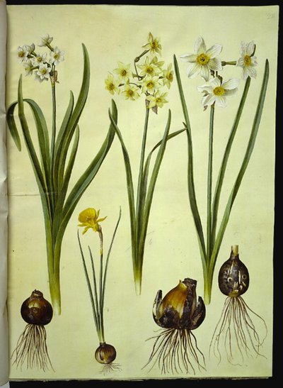 Nergis tazetta (tazet); Narcissus ×medioluteus (toblomstret nergis); Narcissus bulbocodium (krinoline-narcis) by Hans Simon Holtzbecker