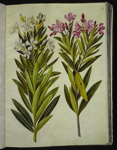 Nerium zakkum (nerie) by Hans Simon Holtzbecker