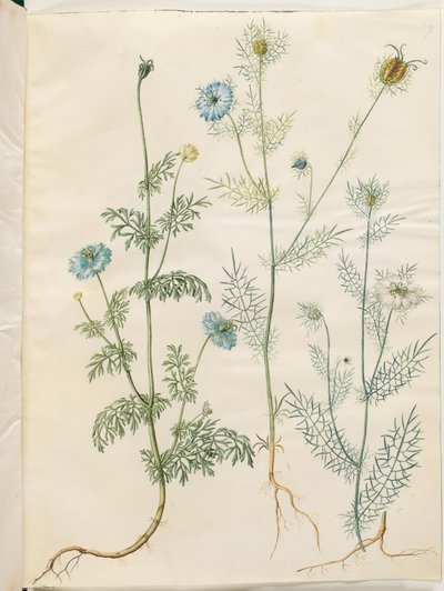 Çörek otu (çeşitli); Nigella damascena (yeşiller içinde bakire) by Hans Simon Holtzbecker