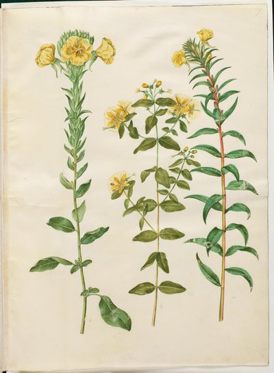 Oenothera biennis (iki yılda bir gece lambası); Hypericum hircinum (kokuşmuş St. John