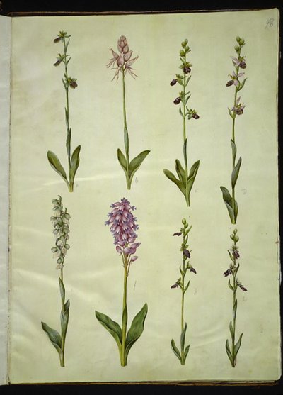 Ophrys apifera veya Ophrys sphegodes (çift sinekli çiçek veya erkenci sinekli çiçek); "Orchis simia" (fantezi çiçeği); Ophrys apifera (çift sinek çiçeği); Orchis (guguk otu); Orchis militaris (şövalye-guguk otu); Ophrys insektifera (yaygın sinek  by Hans Simon Holtzbecker