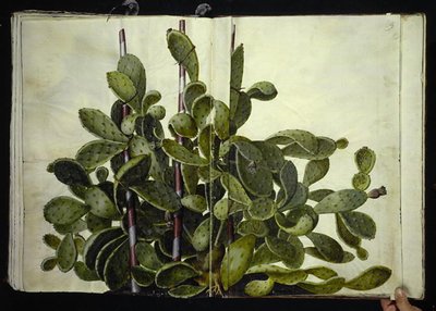 Opuntia ficus-indica, Opuntia humfusa eller Opuntia monacantha (sanat af figenkaktus) by Hans Simon Holtzbecker