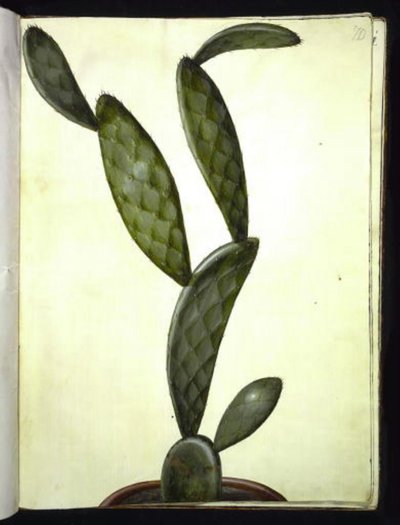 Opuntia monacantha (solucan incir kaktüsü) by Hans Simon Holtzbecker