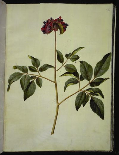 Paeonia mascula (gül-silkeplante) by Hans Simon Holtzbecker