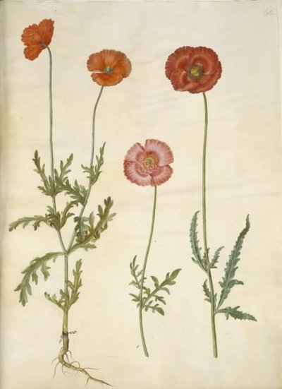 Papaver dubium (çit haşhaş); Haşhaş rhoeas (mısır-haşhaş) by Hans Simon Holtzbecker
