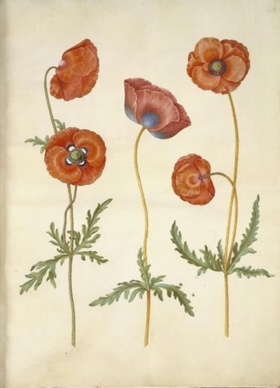 Haşhaş rhoeas (mısır-haşhaş) by Hans Simon Holtzbecker