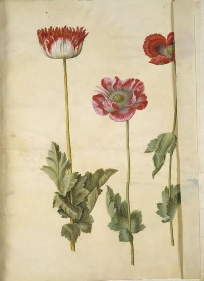Haşhaş somniferum (afyon-valmue) by Hans Simon Holtzbecker