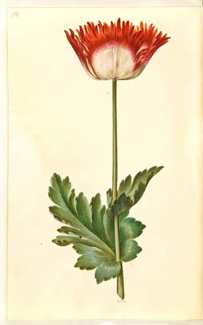 Haşhaş somniferum (afyon-valmue) by Hans Simon Holtzbecker