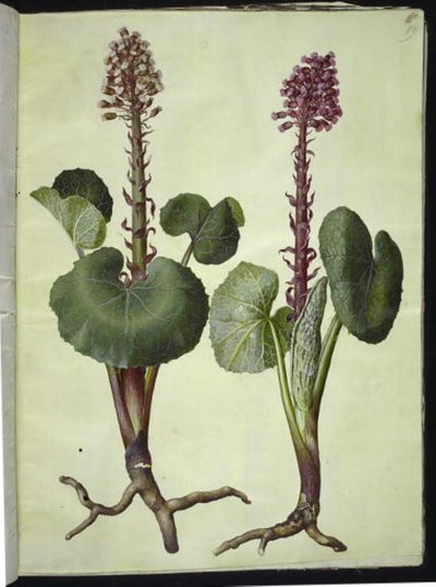 Petasites hybridus (kırmızı at nalı) by Hans Simon Holtzbecker