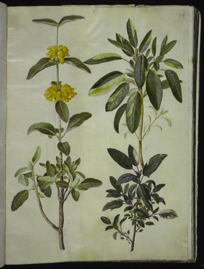 Phlomis fruticosa (ortak aslan kuyruğu); Salvia officinalis (doktor-adaçayı) by Hans Simon Holtzbecker