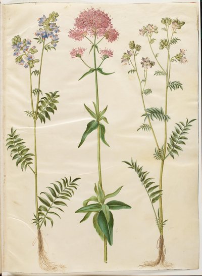 Polemonium caeruleum (ortak Yakup