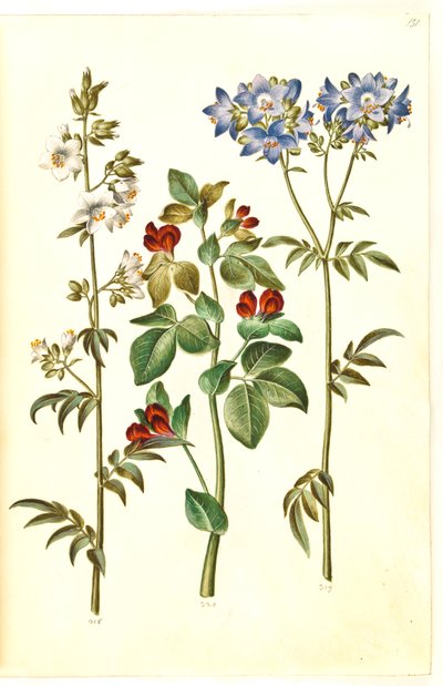 Polemonyum mavisi (almindelig jakobsstige); Lotus tetragonolobus (aspargesært) by Hans Simon Holtzbecker