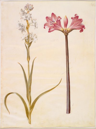 Polianthes tuberosa (sümbülteber); Amaryllis belladonna (belladonnalilje) by Hans Simon Holtzbecker
