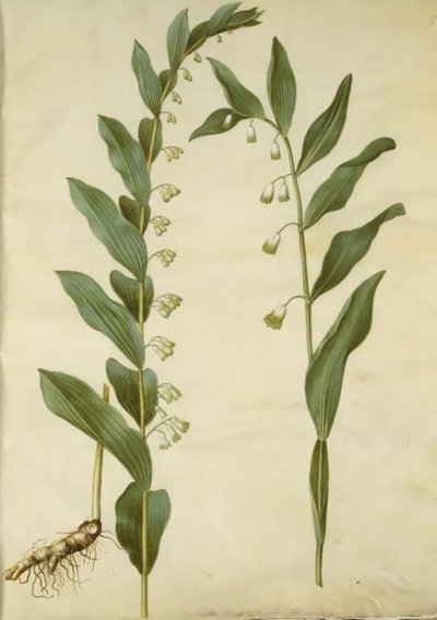 Polygonatum multiflorum (stor konval); Polygonatum odoratum (kantet konval) by Hans Simon Holtzbecker