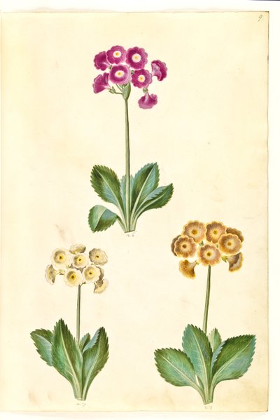 Primula ×pubescens (have-aurikel) by Hans Simon Holtzbecker